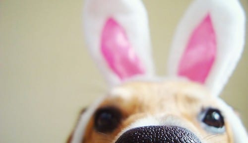 2nd Annual Doggie Easter Egg Hunt!